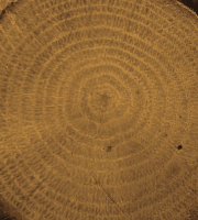 COLOUR ON RENKLİ VERNİK CV-12 AÇIK CEVİZ 90ML-144700