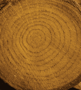 COLOUR ON RENKLİ VERNİK CV-13 MEŞE 90ML-144702