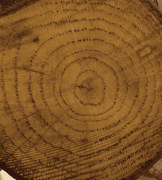 COLOUR ON RENKLİ VERNİK CV-14 KOYU CEVİZ 90ML-144704