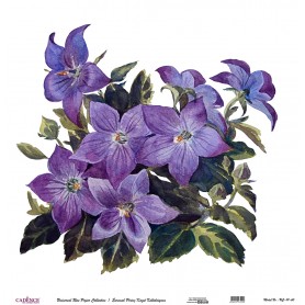 Cadence Evrensel Pirinç Dekopaj  - UC0111