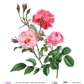 Cadence Evrensel Pirinç Dekopaj  - UC041