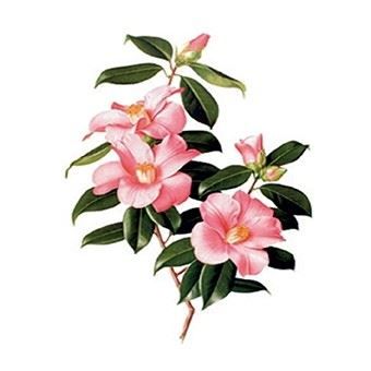 CD827Planet Transfer