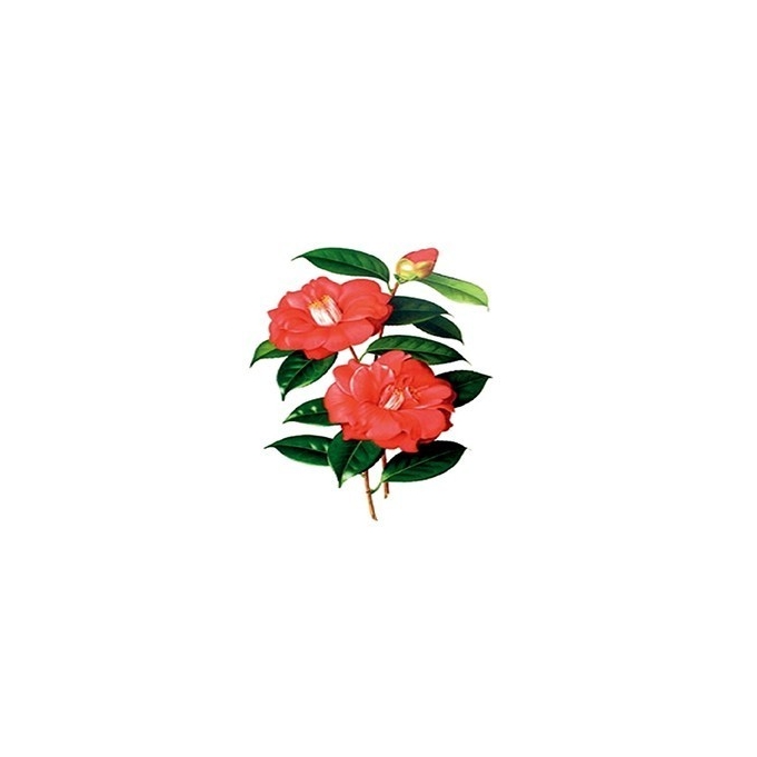 CD837 12x17 Planet Transfer