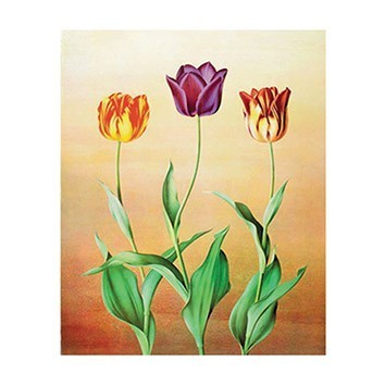 G114 17x25 Planet Transfer