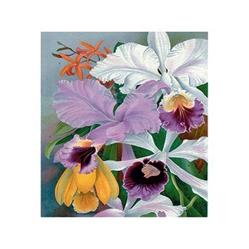 G124 17x25 Planet Transfer