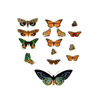 G153 17x25 Planet Transfer