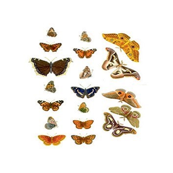 G154 17x25 Planet Transfer