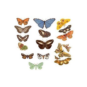 G155 17x25 Planet Transfer