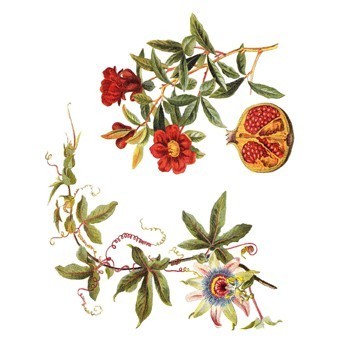 RR40 Renkli Rubon Transfer